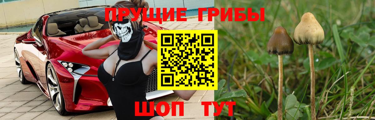 Галлюциногенные грибы мицелий Апшеронск